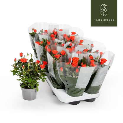 Rose Kordana Calibra