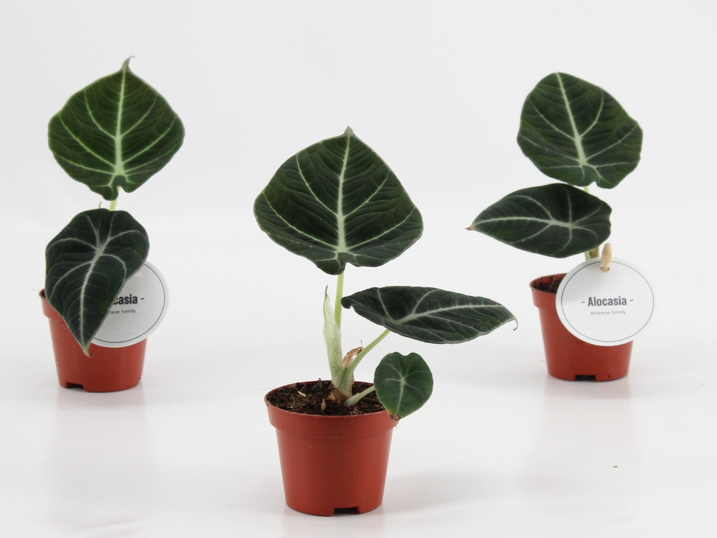 Alocasia Black Velvet