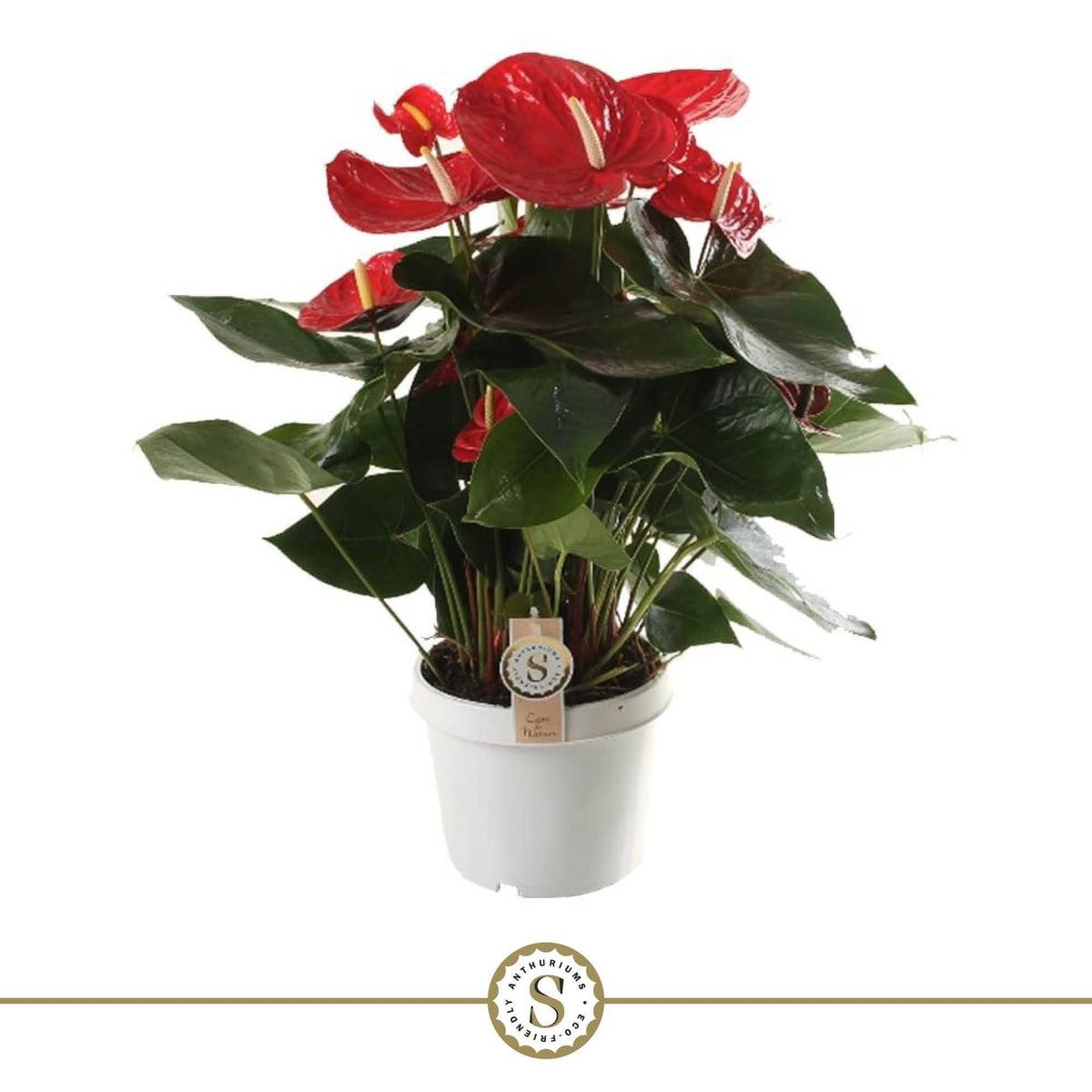 Anthurium St Red Champion