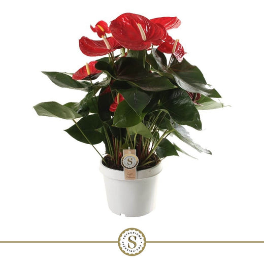 Anthurium St Red Champion