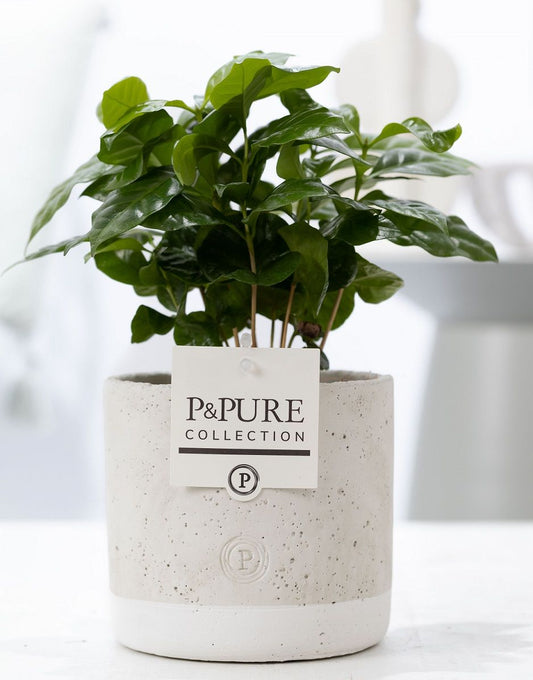 Coffea Arabica Keramiek Jade