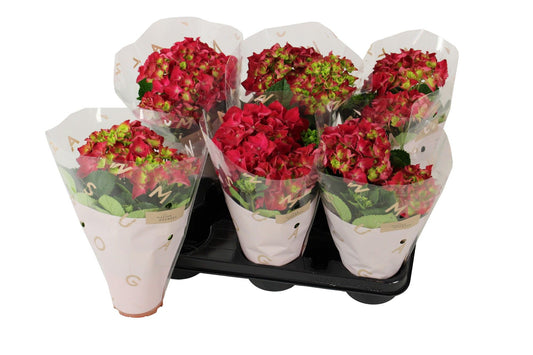 Hydrangea M Hot Red 2+