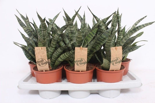 Sans Cyl Diamond Green