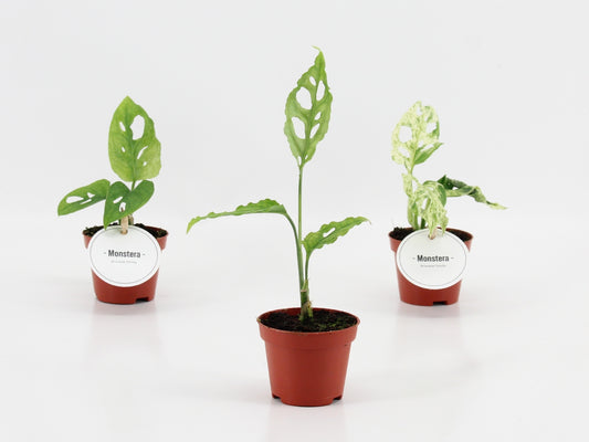 Monstera Gemengd