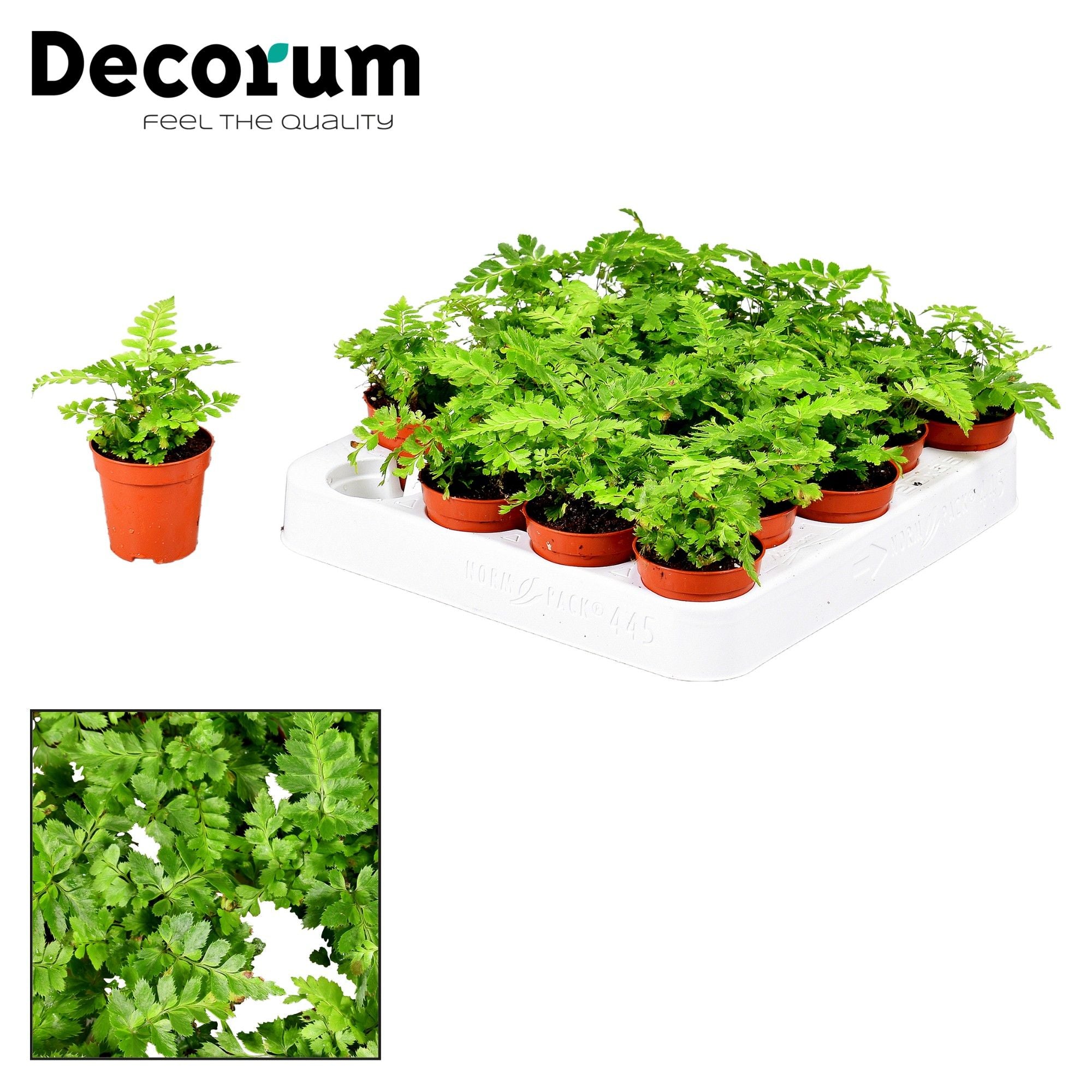 Rumohra Adiantiformis Variegata – All Occasions Wholesale
