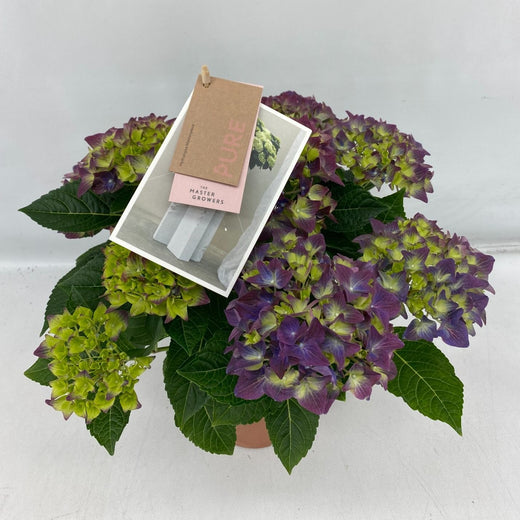Hydrangea M High Ocean Blue 9+