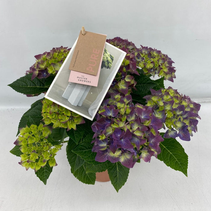 Hydrangea M High Ocean Blue 9+