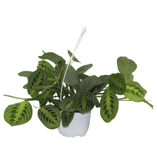 Maranta Leuconeura Fascinator Lemon Lime