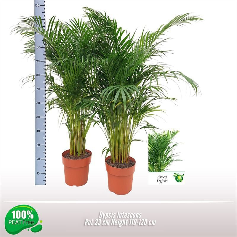 Dypsis Lutescens