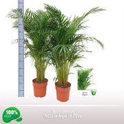 Dypsis Lutescens