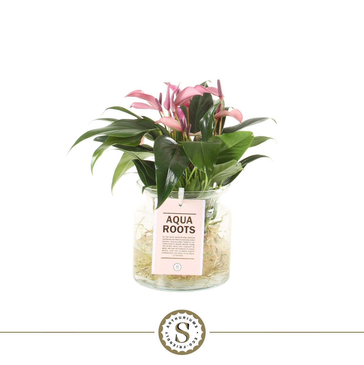 Anthurium St Zizou Glas Aqua Roots
