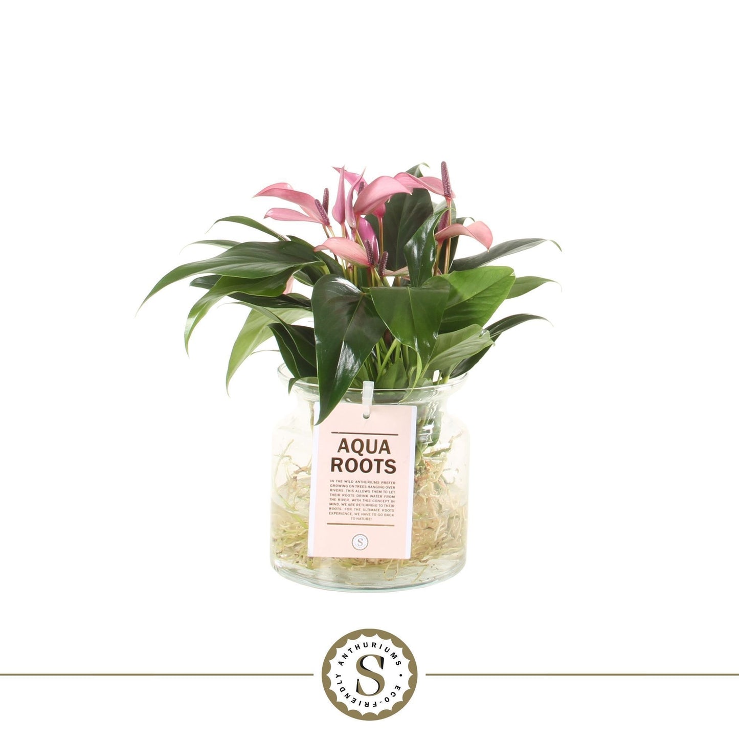 Anthurium St Zizou Glas Aqua Roots