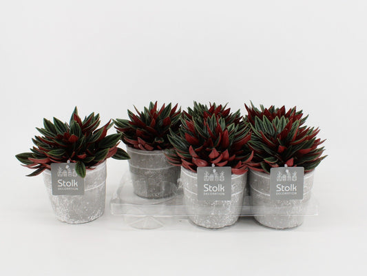 Pep Ca Rosso Keramiek Stone Look