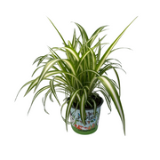 Chlor Com Variegatum Potcover Cartoon