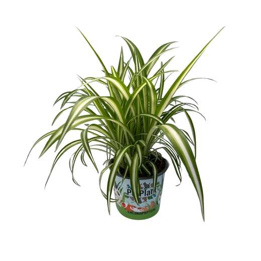 Chlor Com Variegatum Potcover Cartoon