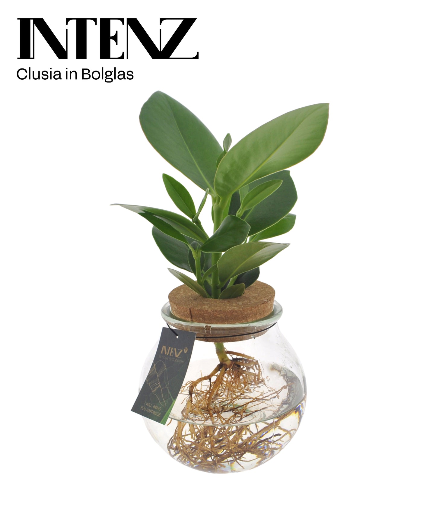 Opm Intenz Clusia Glas Bol + Klikurk