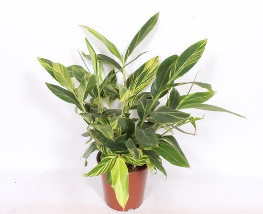 Alpinia Zerumbet Variegata
