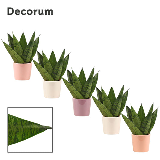 Sans Zeylanica Fan Keramiek Maui