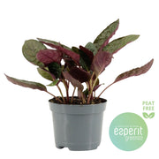 Hemigraphis Crispy Red Flame