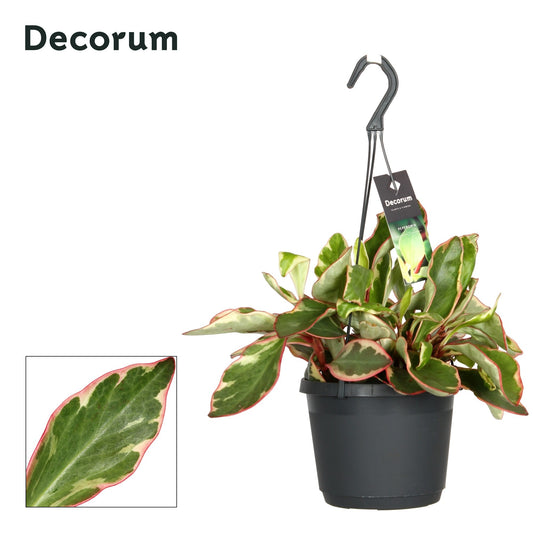 Pep Clusiifolia Jellie