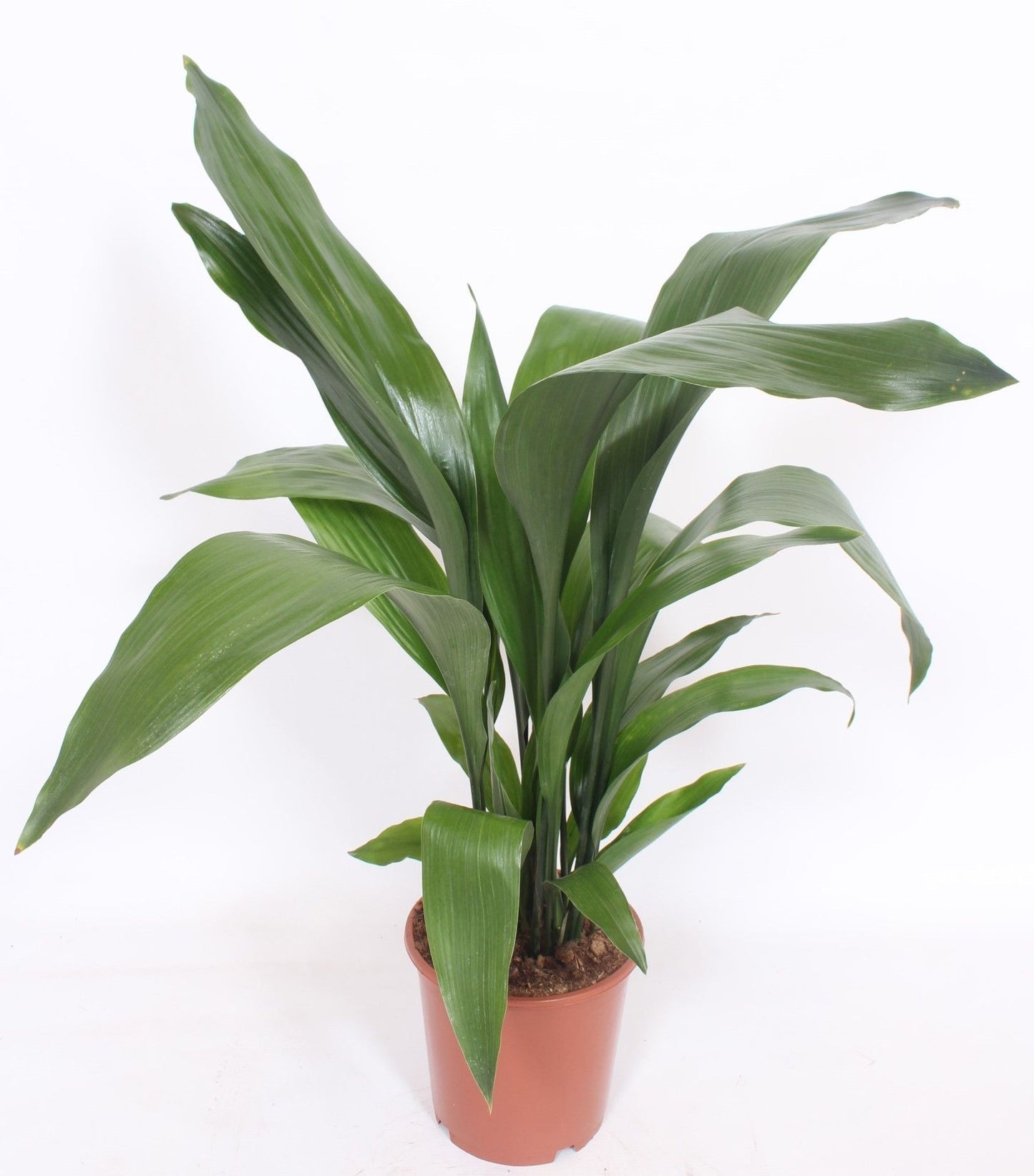 Aspidistra Elatior