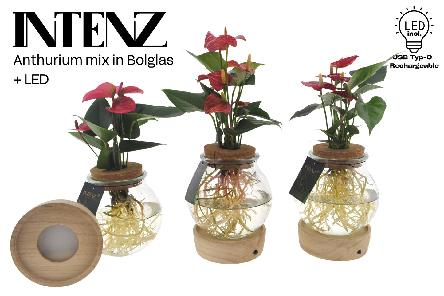 Opm Intenz Anthurium Glas Bolglas + Led