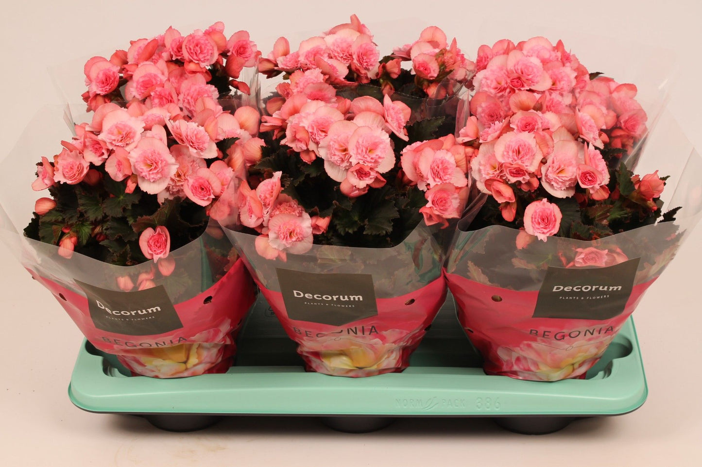 BegoniaDu Licht Roze Joy