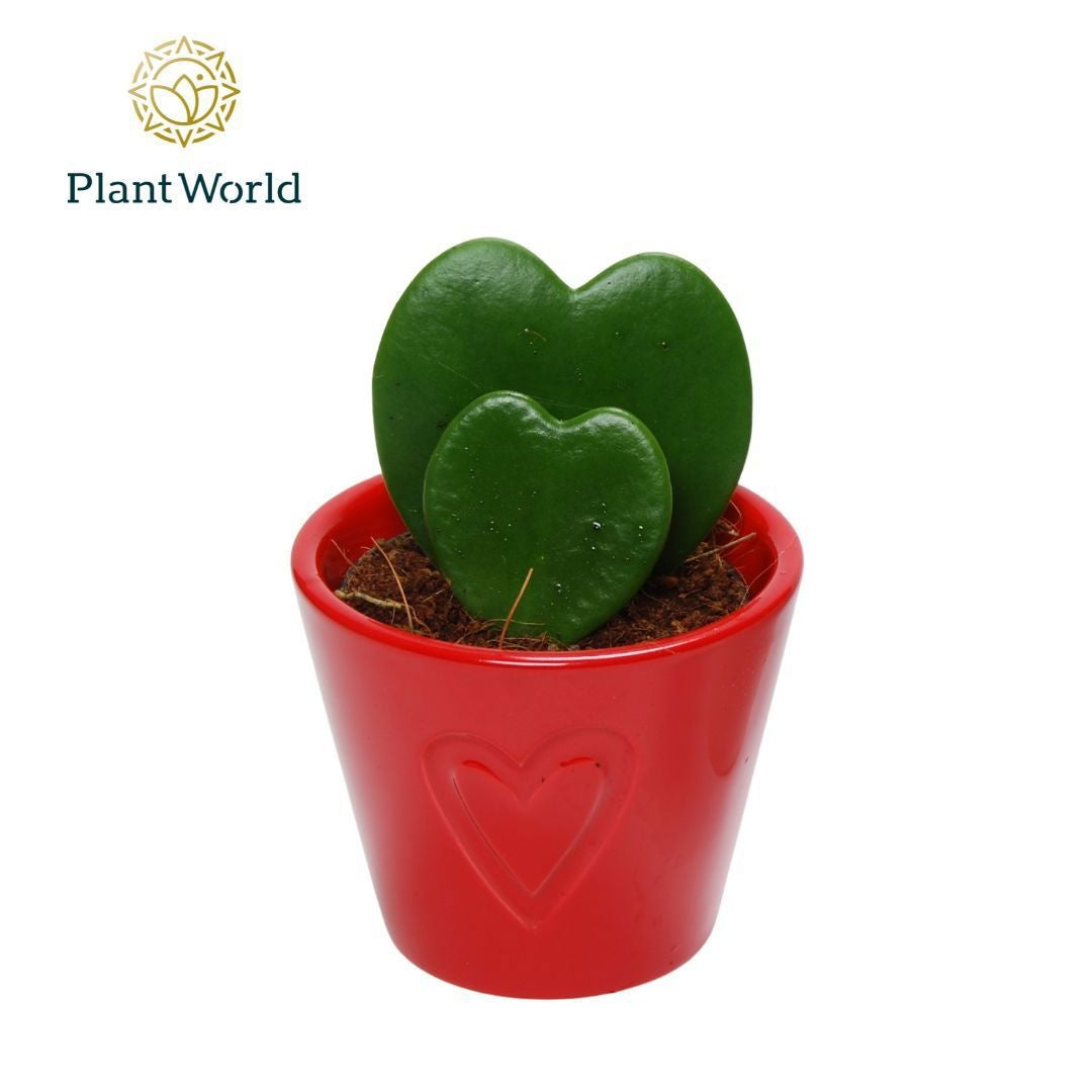Hoya Kerrii 2pp Keramiek Rotterdam