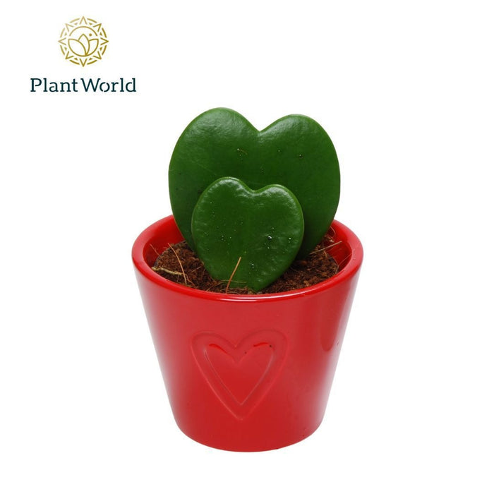 Hoya Kerrii 2pp Keramiek Rotterdam