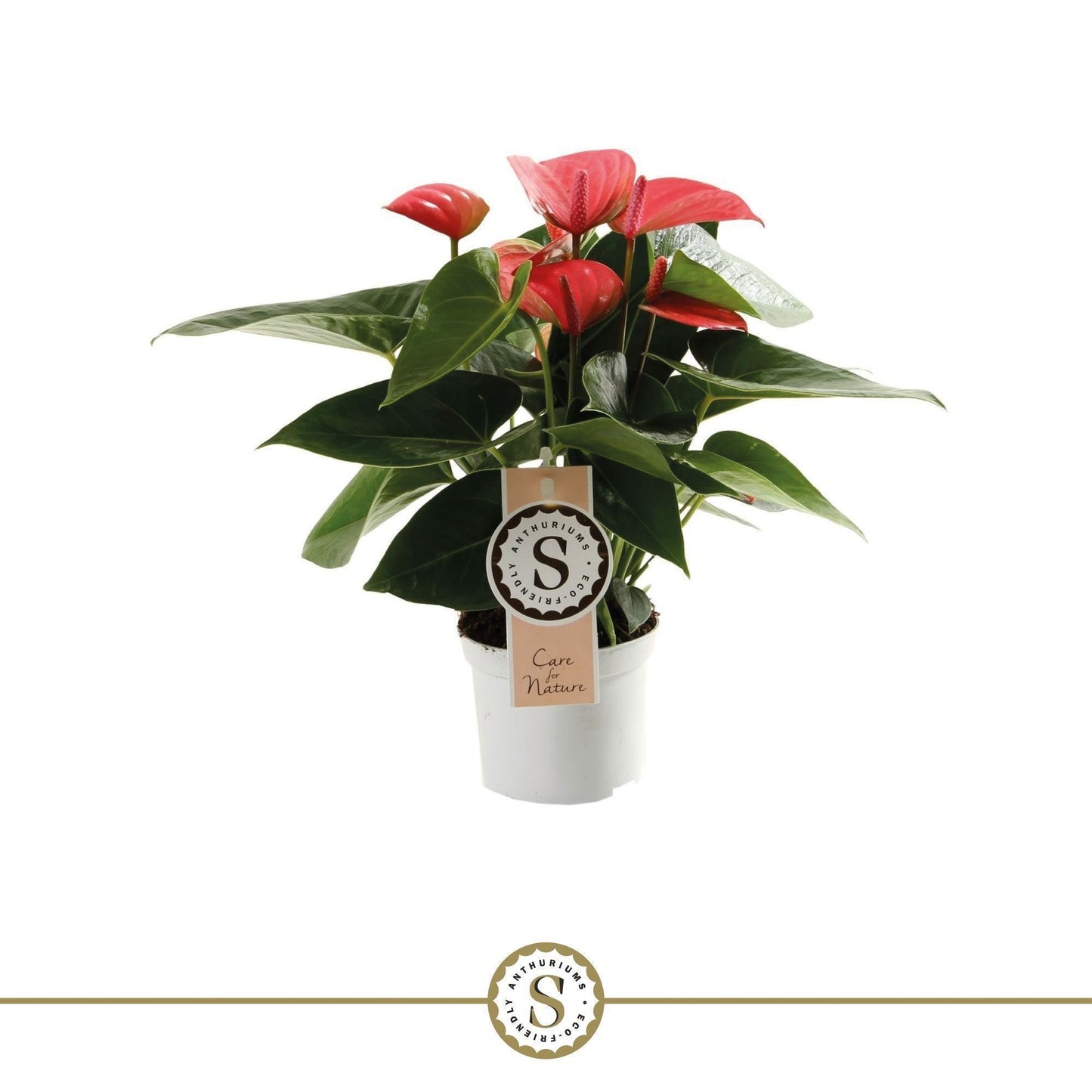 Anthurium St Pink Champion