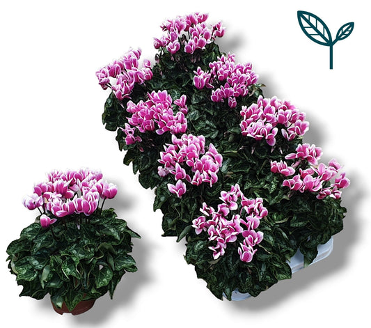 Cyclamen Per Fantasia Roze