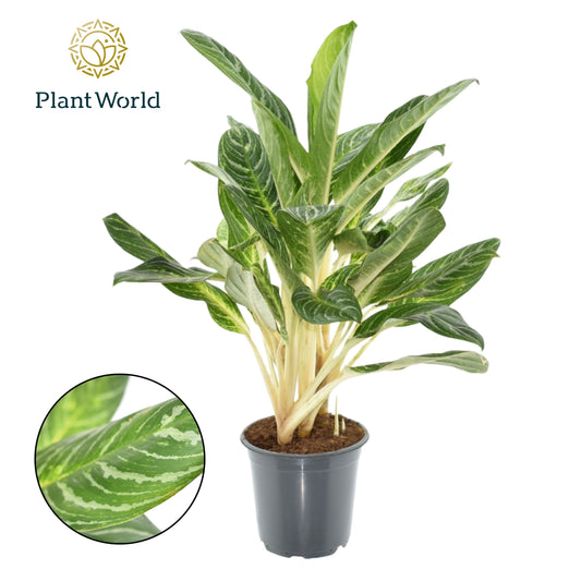 Aglaonema Keylime