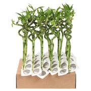 Dra Lucky Bamboo Spiral