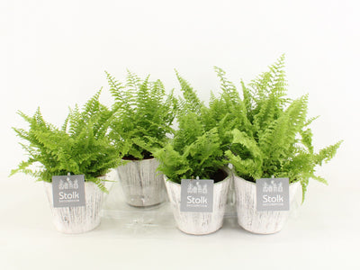 Nephr Ex Vitale Wood White