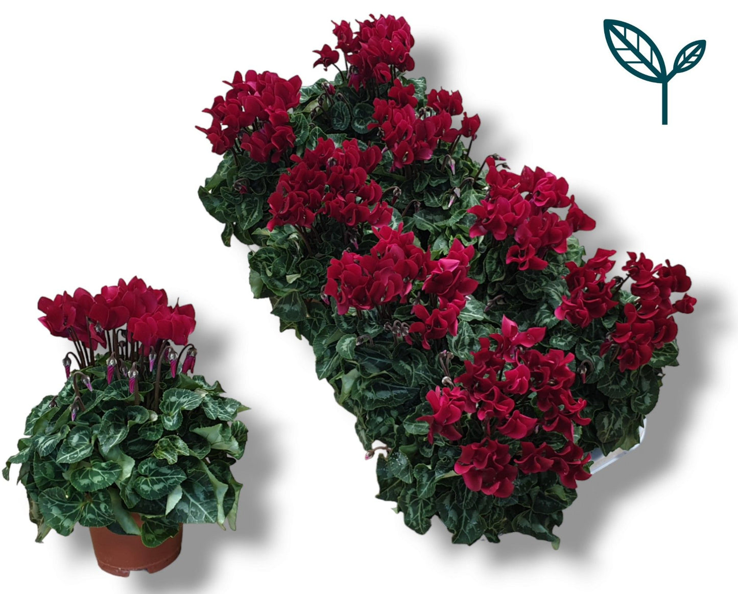 Cyclamen Per Ss Wijnrood