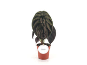 Alocasia Red Secret