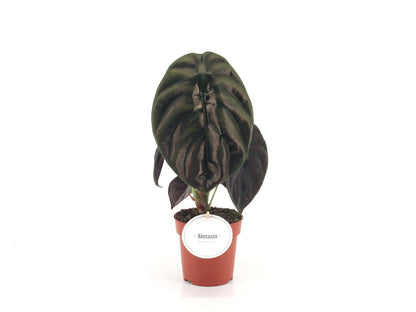 Alocasia Red Secret