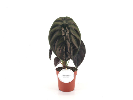 Alocasia Red Secret