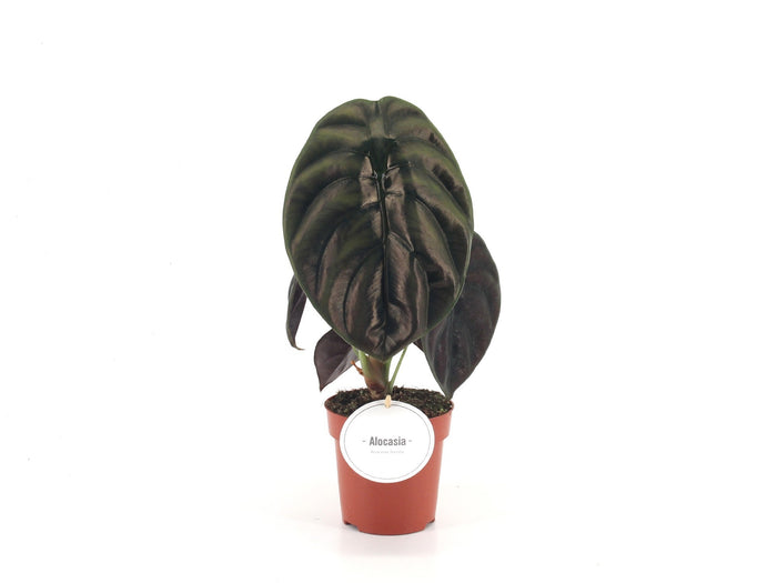 Alocasia Red Secret