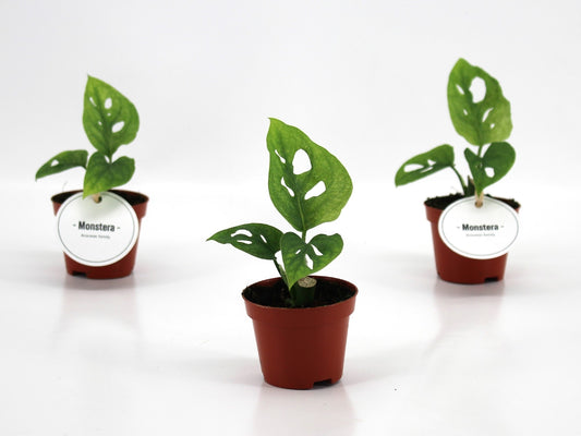 Monstera Adansonii Mint