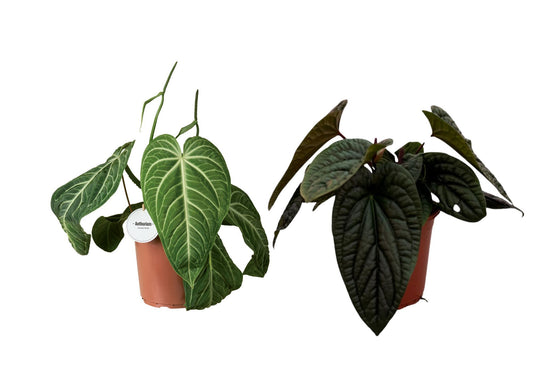 Anthurium Gemengd Special