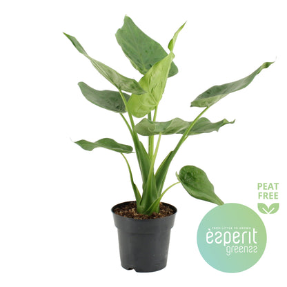 Alocasia Cucullata