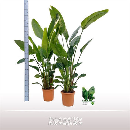 Strelitzia Nicolai 6pp