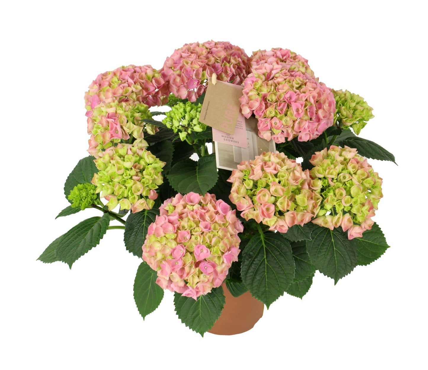 Hydrangea M High Ocean Pink 9+