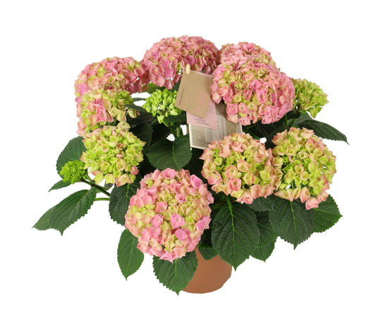 Hydrangea M High Ocean Pink 9+