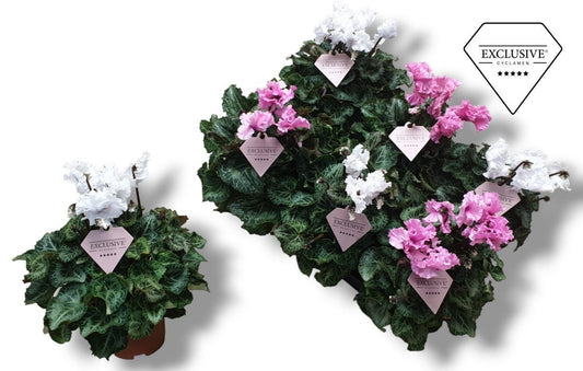 Cyclamen Per Ss Merengue Gemengd Roze & Wit Eclusive