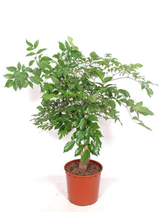 Heteropanax Chinensis