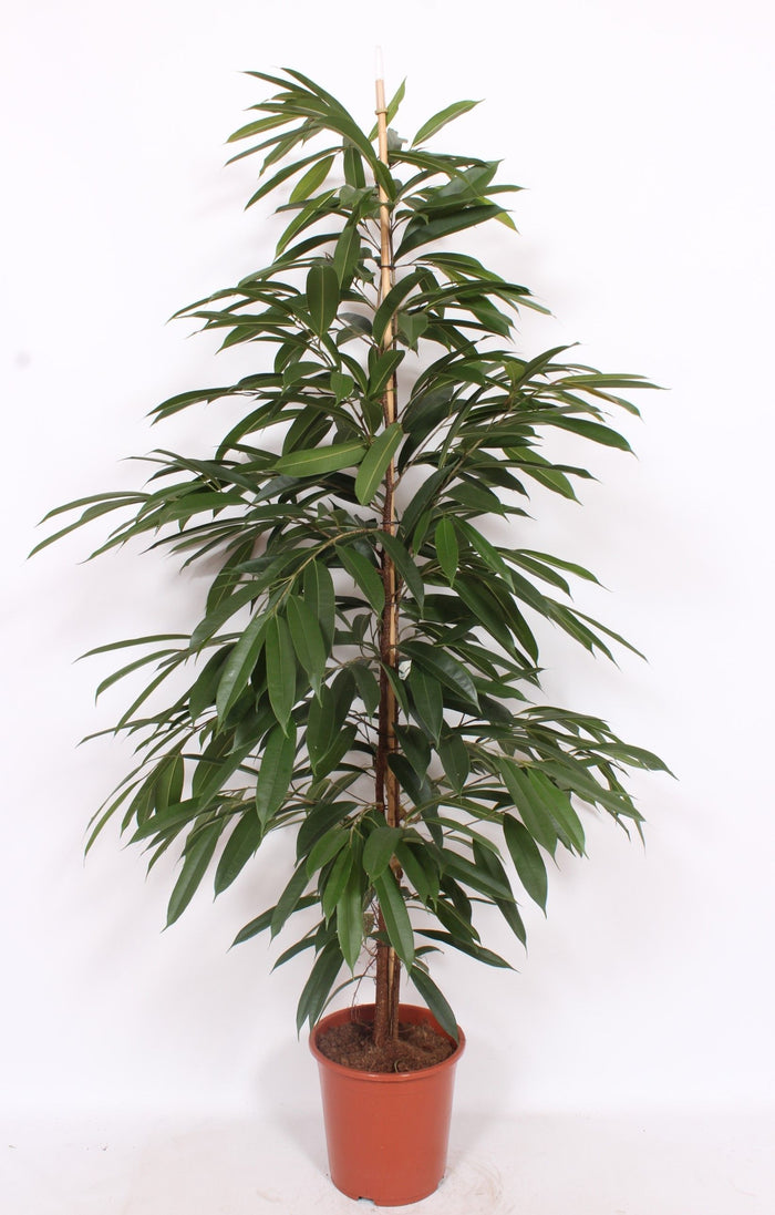 Ficus Bi Amstel King