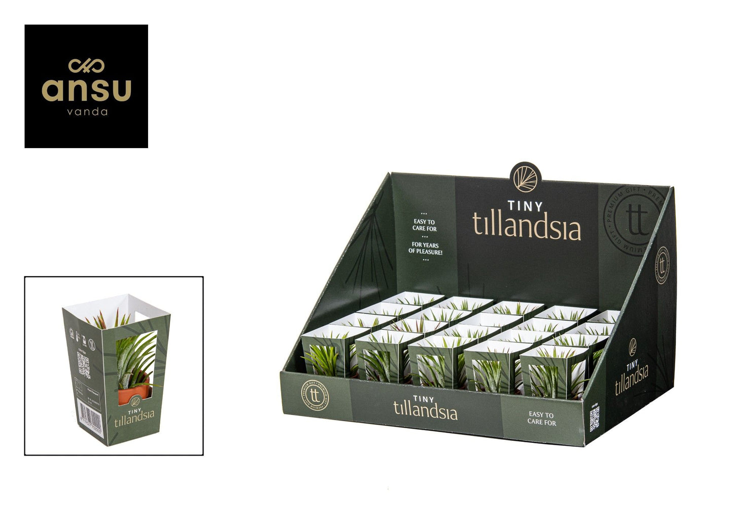 Tillandsia Ionantha Tiny Keramiek Terracotta