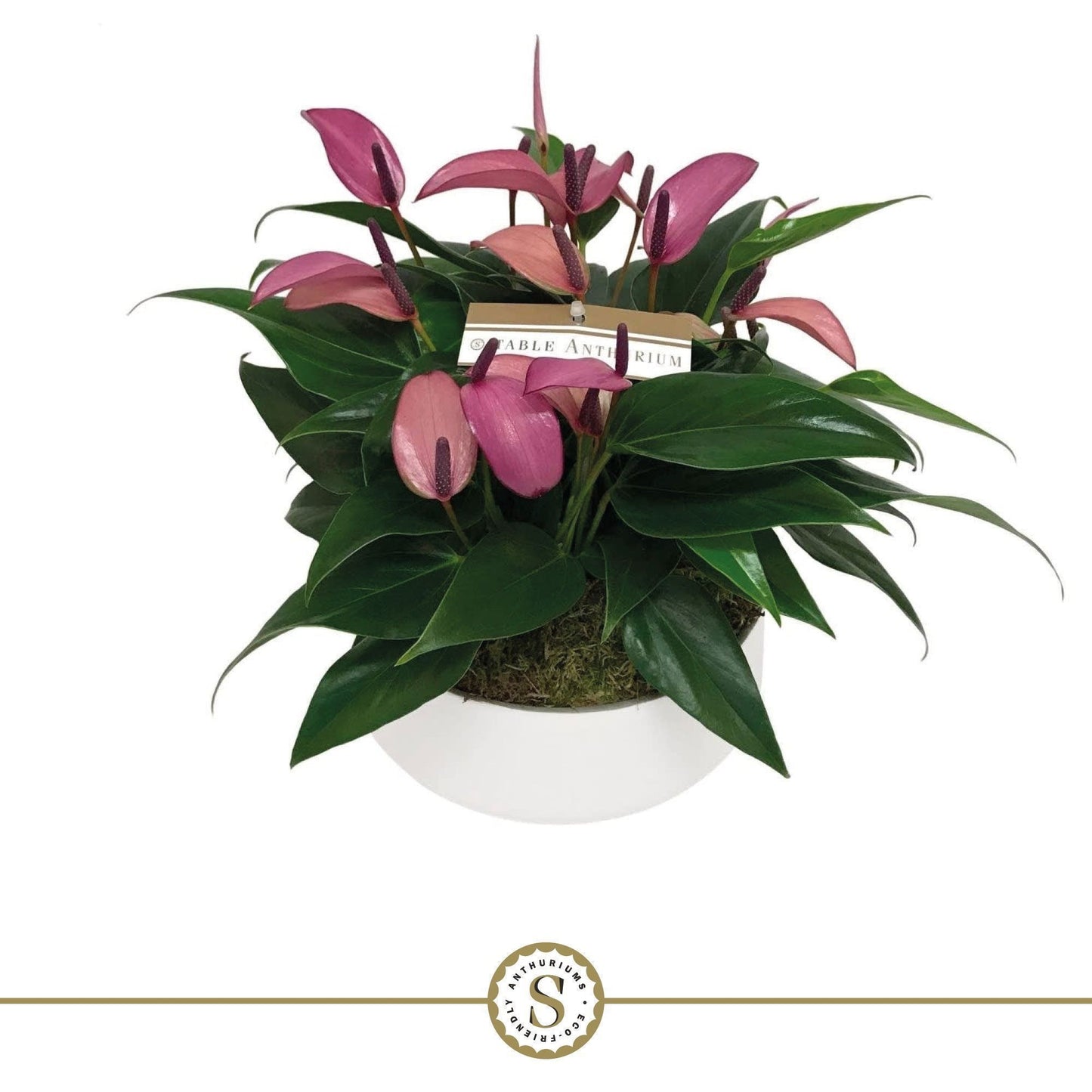 Anthurium St Table Zizou Keramiek